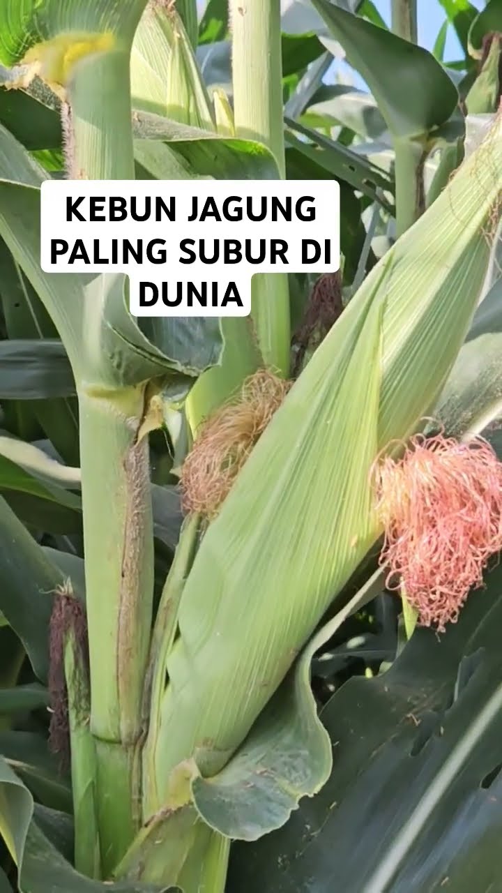 Wow Kembang Jagung Yang Indah