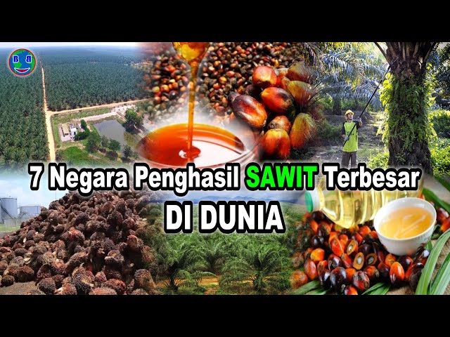 7 Negara Penghasil Sawit Terbesar di Dunia. Urutan Berapakah Indonesia? class=