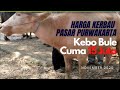 Harga Kerbau Pasar Purwakarta November 2020