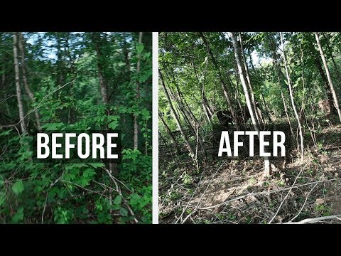 Video: Maakia Amurskaya (10 Fotoattēli): Maackia Amurensis Lapu Un Ziedu Apraksts, Koksnes Izmantošana, Audzēšana