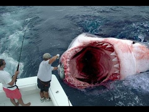 ¡MEGALODON REAL GRABADO EN VÍDEO! TIBURÓN GIGANTE captado en cámara
