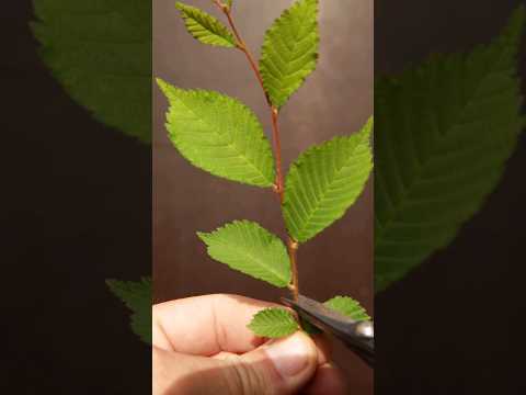 How to prune