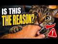 Your Cat’s “Out of Nowhere” Bite Has a Secret (Revealed in 2023)