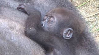 珍しい！母と兄に挟まれ、まるで川の字のように眠る赤ちゃんゴリラ⭐️Gorilla【京都市動物園】Kintaro sleeps sandwiched between his mom and brothe