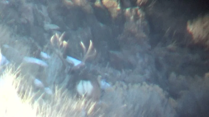 Antelope Island 2022 Non-Typical Mule Deer