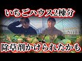 いちごに除草剤をかけられたかもしれません。