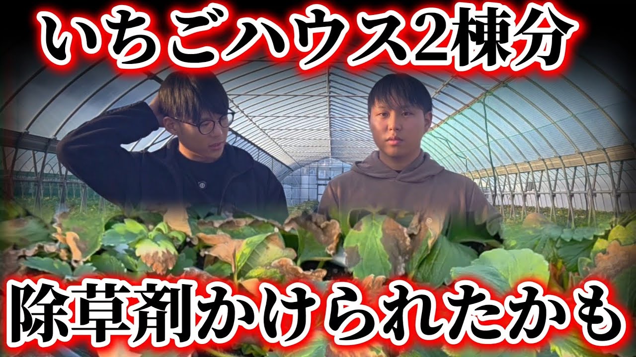 いちごに除草剤をかけられたかもしれません。