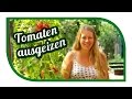 Tomaten richtig ausgeizen, pflegen 🍅 Kraut- und Braunfäule vorbeugen 🍅 Saatgut gewinnen