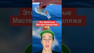 Эти Животные Являются Мастерами Камуфляжа!🤯 #Shorts #Животные #Собака #Жаба