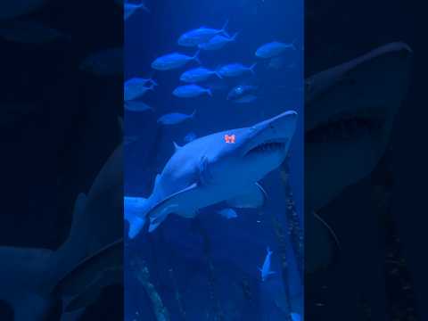 من اجمل الأماكن التي زرتها في امريكا    شام بيطار سمك قنديل بحر امريكا