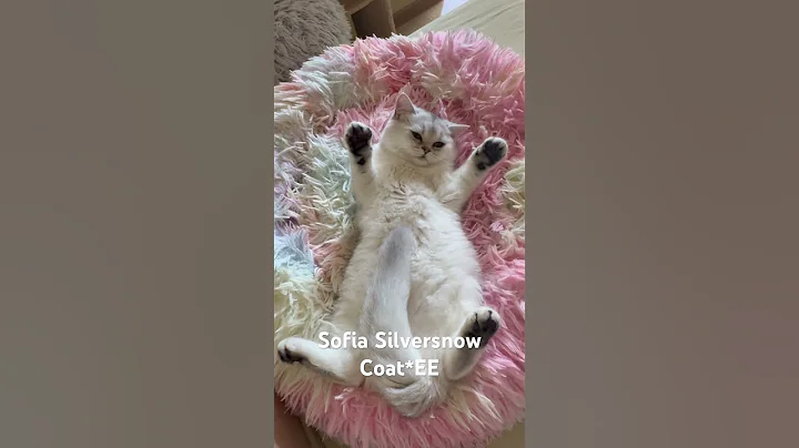 Video 10698491: kitten british kitty, cats british kitty, british kitten pets, british kitten cat cute, cats cute funny british, cutecat british, pets kitty funnycats cutecat