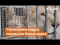 Уникальные кадры перевозки белых львов в новый зоопарк