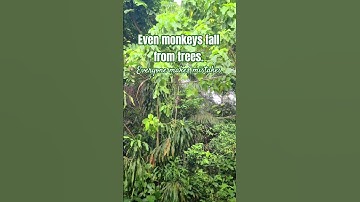 Even monkeys fall from Trees.🌳 #proverbs #learnenglish #shorts #viral
