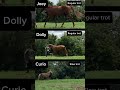 Does the beat match? #horse #trot #beat #viral #trending #equine #onbeat #equestrian #sports