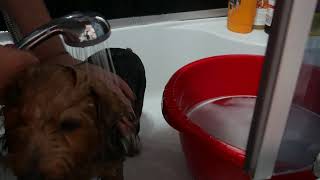 Yorkie bath time. Ne spalam sa fim curatele. by Stela and the cats 35 views 4 months ago 11 minutes