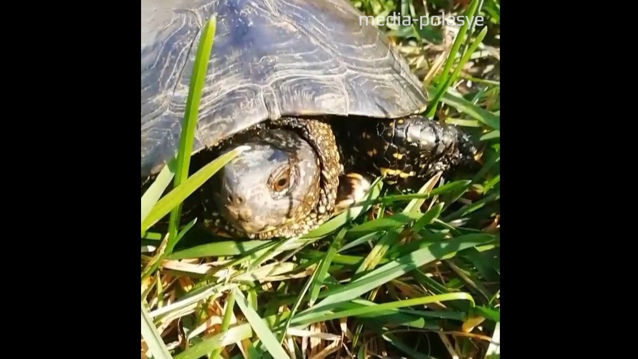 Черепаха приходит первой. Яйца Болотной черепахи. Глаза Болотной черепахи. Болотная черепаха в Татарстане. Влажный препарат "черепаха Болотная".
