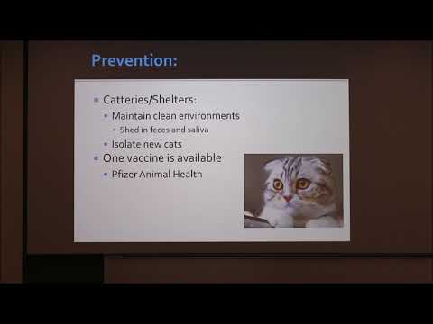 Video: Feline Infectious Peritonitis (FIP) Pada Kucing – Pengobatan FIP Pada Kucing