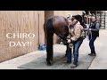 chiro day! // watch my horses get adjusted