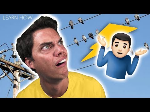 Why Don't Birds Get Shocked on Power Lines