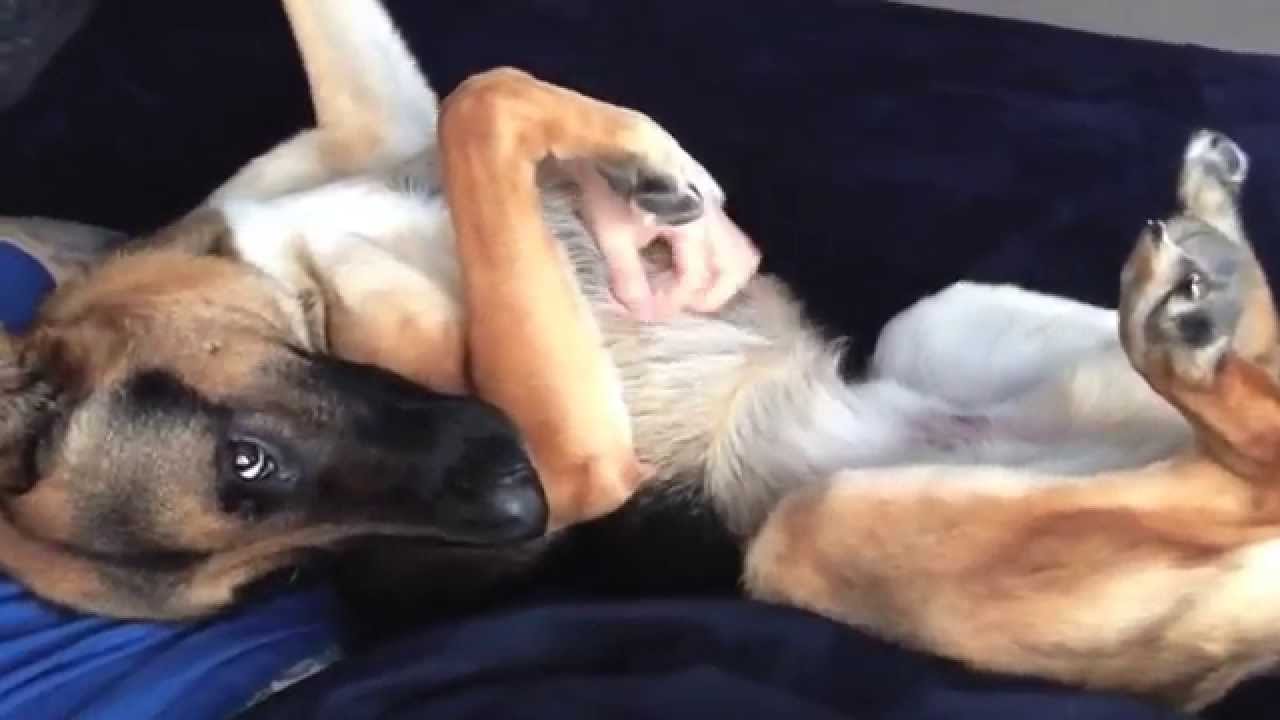Duke (German Shepherd) gets belly rub - YouTube