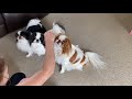Japanese Chin Dogs - Sitting for treats. Learning to sit. の動画、YouTube動画。