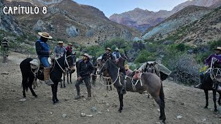 Buscando Ganado En la Cordillera de Putaendo Arrieros de Valparaíso Bajan Vacunos de lo Más Alto