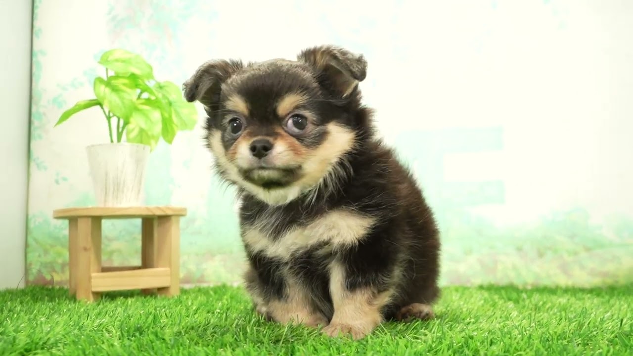 チワワ（ロングコート）の子犬（オス♂） 名古屋みなと店｜ペット