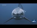 Shark attack survivor finds calling in underwater shark photography