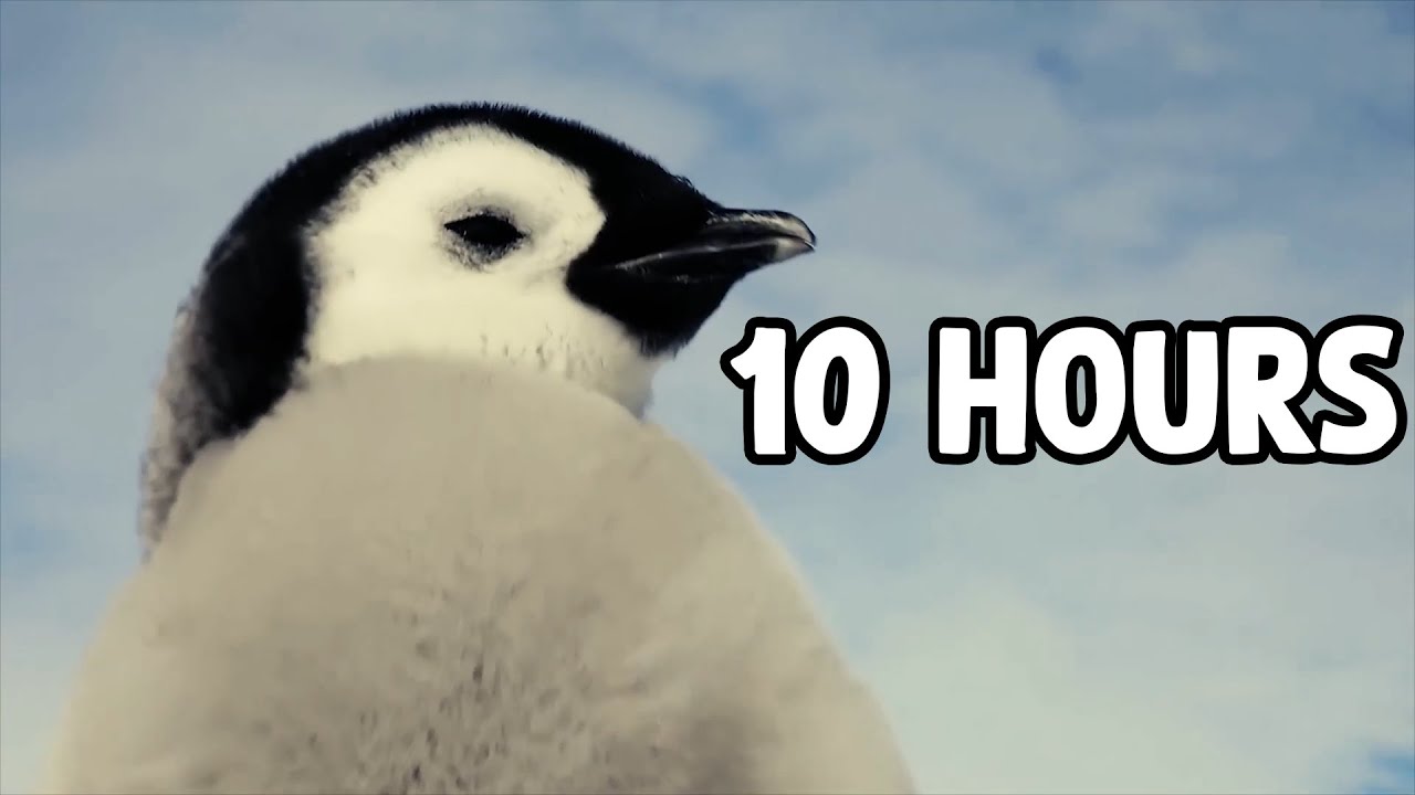 Penguins Walking 10 Hours - YouTube
