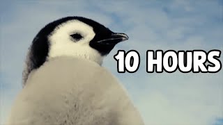 Penguins Walking 10 Hours