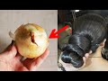 How To Grow Long and Thicken Hair Faster With Onion !! Super Fast Hair Growth Challenge!