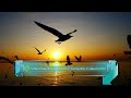 فيديو الطيور المحلقة فوق المحيط وقت الغروب بدون حقوق للمونتاج 4K