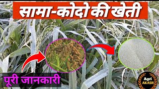 🌾sama ki kheti kaise hoti hia | sawa ki kheti | सावा की खेती | sava farming |  कोदो - कुटकी की खेती