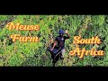 Inside Meuse Farm | Sustainable Farming in South Africa 🇿🇦 | Why Local Food Matters