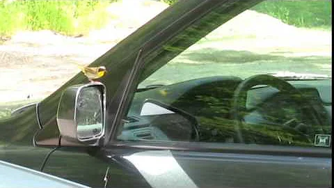 What is this crazy bird doing?