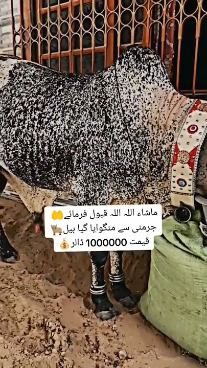 Qurbani 😍