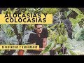 Alocasias y colocasias: diferencias y variedades - Bricomanía - Jardinatis