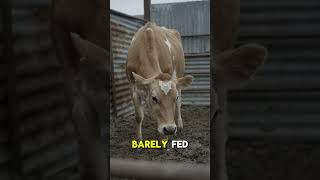 My Cow Has Trust Issues and Here's Why 🐄