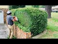 🌳How To Trim Your Own Shrubbery 🌳 - DIY
