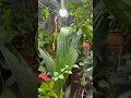 Лето среди зимы #природа #plants #растения #сад #цветы #лето #зима #музыка #красота