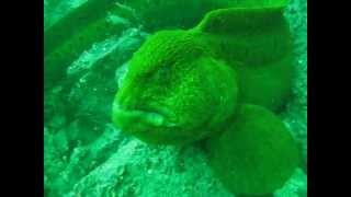 Wolf eel encounter