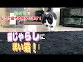猫じゃらしの鈴の音に弱い猫!どこに居ても直ぐに向かいます!cat