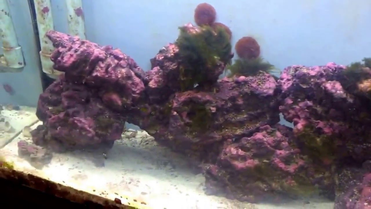 Saltwater reef tank!! Carbon/vodka dosing day 4 YouTube