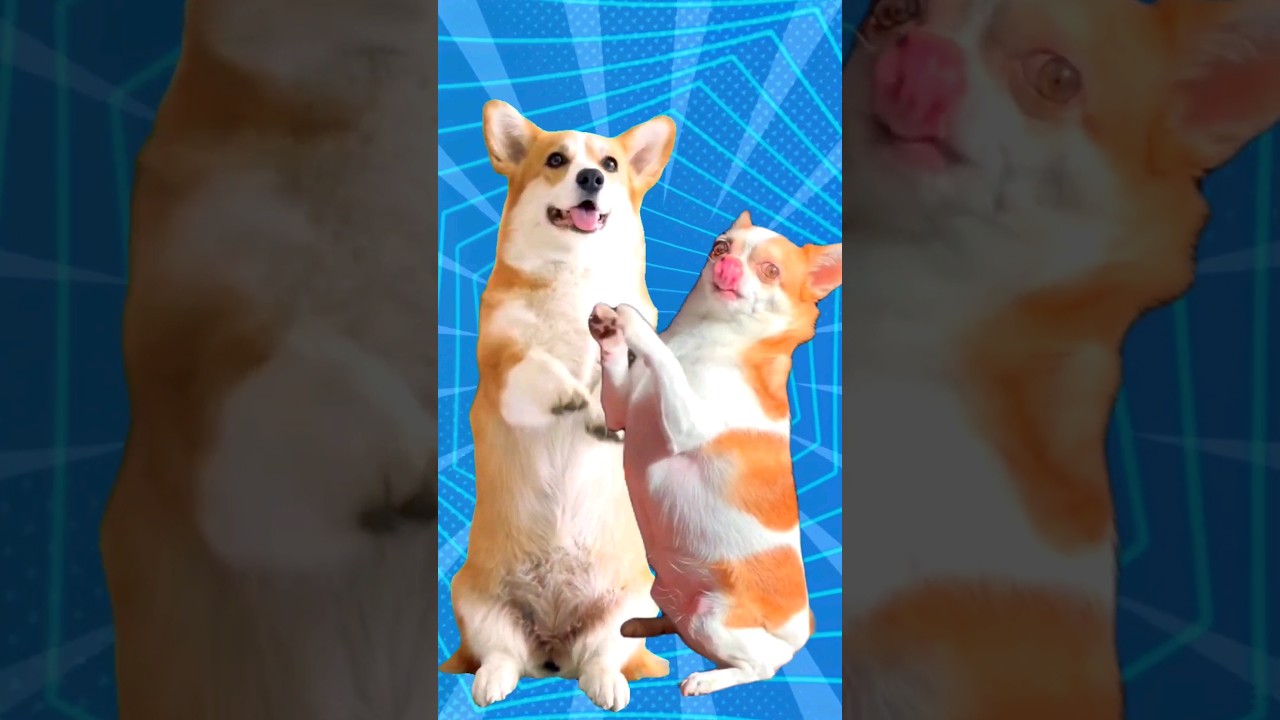 ⁣Super Cute Dog Dance 🐶🐕😍