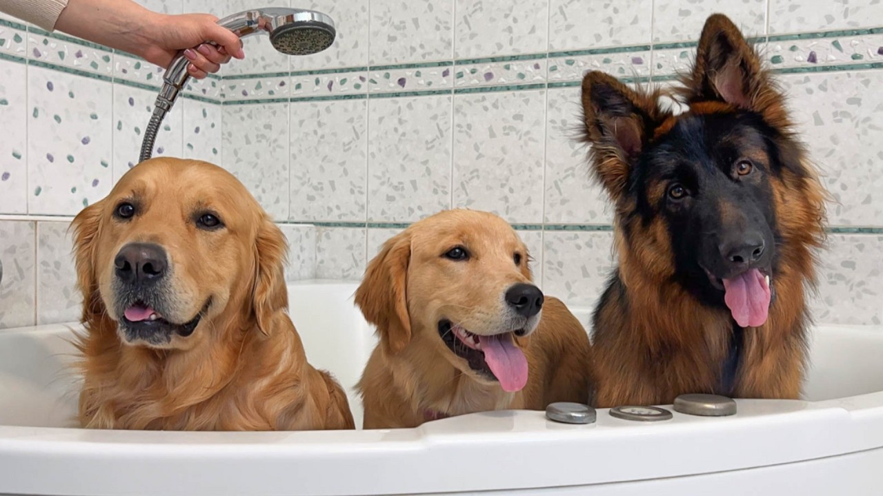 The BEST Bath Time Moments From My Dogs