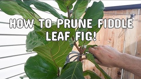 PRUNING/PROPAGATING MY FIDDLE LEAF FIG AGAIN | Ficus Lyrata And Elastica