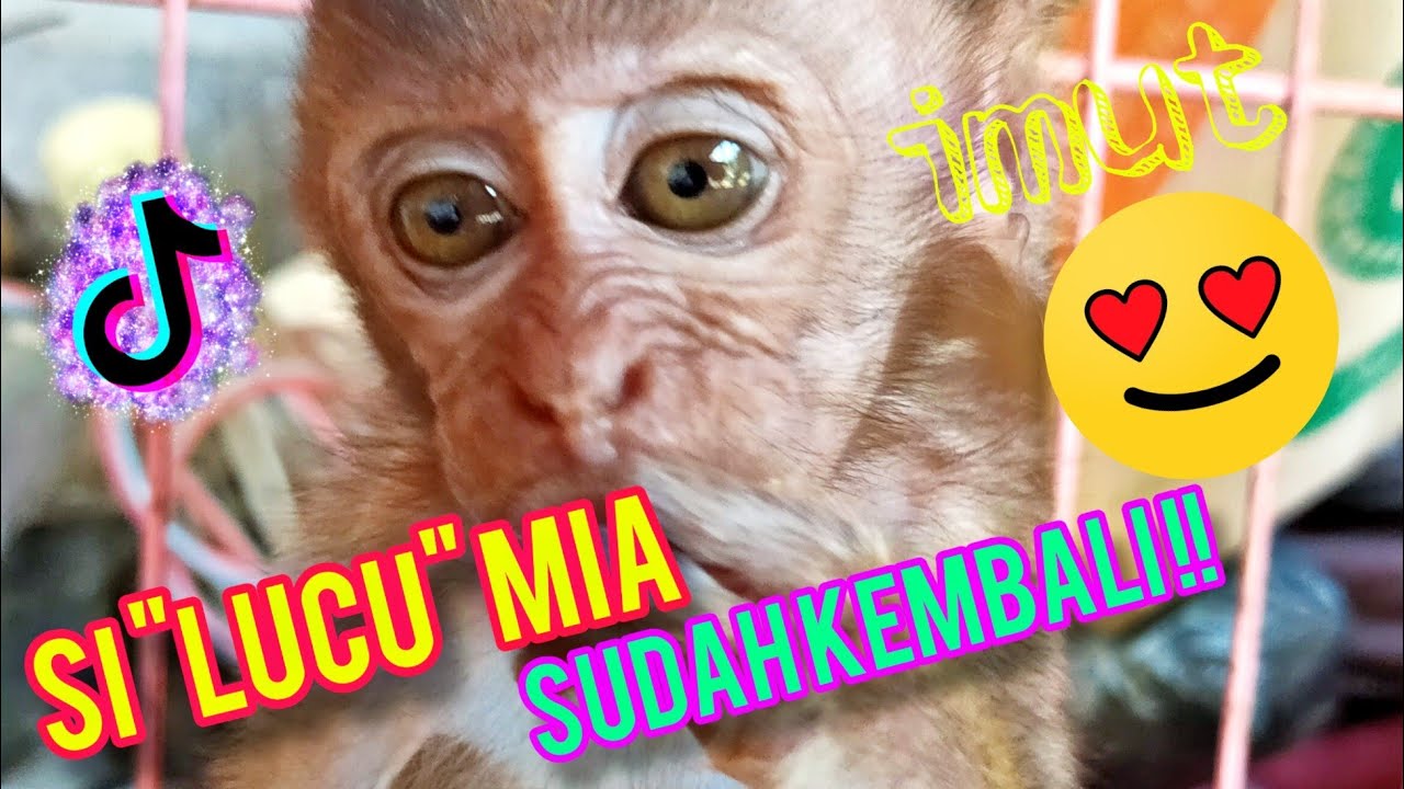 aku MIA  MONYET Mungil  Lucu Khas  Bali  YouTube