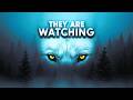 In the Footsteps of the Yellowstone Ghosts (Full Documentary) 🐺❄️