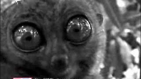 55DSL (wait, wait .... waaaaiitttt)