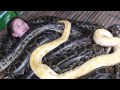 Cebu City Zoo in the Philippines offers 'Snake Massages' (Video)
